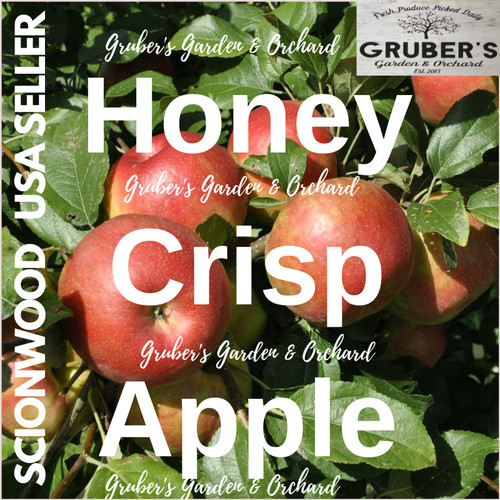 Honeycrisp apple fruit - honeycrisp, tree