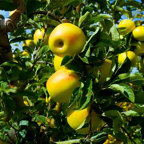 Yellow delicious apple - yellow, tree