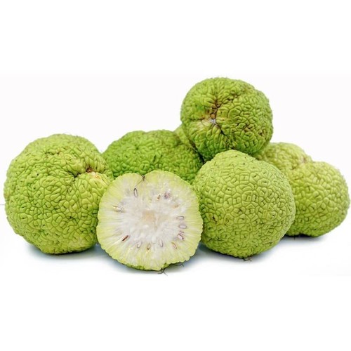 Hedge apple osage orange - hedge,