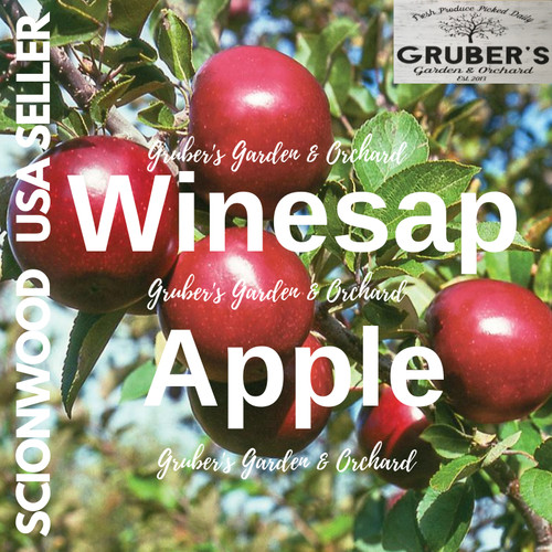 Winesap apple fruit tree - apple,