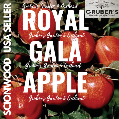 Royal gala apple fruit tree - 5,