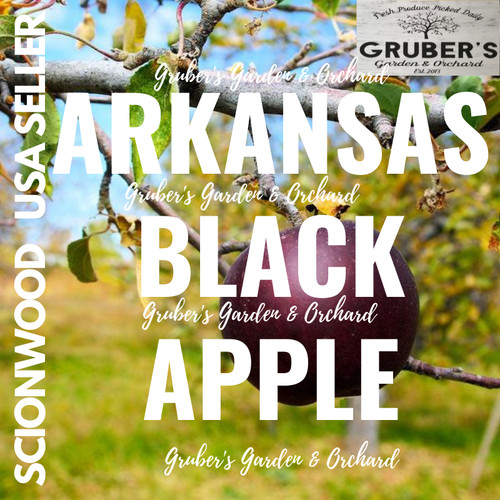 Arkansas black apple - arkansas,