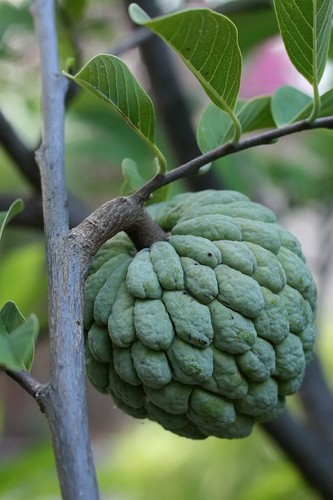 Live sugar apple seedling - apple, 7-12