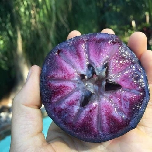 Purple star apple seedling - purple,
